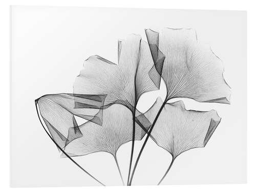 Foam board print Ginkgo plant leaves