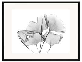 Gerahmter Kunstdruck Ginkgo-Blätter