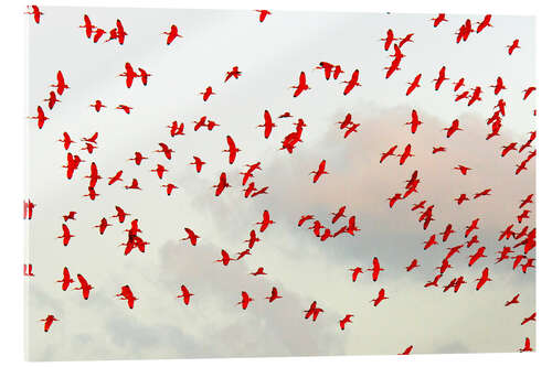 Stampa su vetro acrilico Scarlet ibis (Eudocimus ruber) flock in flight