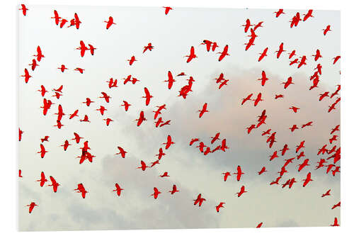 Quadro em PVC Scarlet ibis (Eudocimus ruber) flock in flight