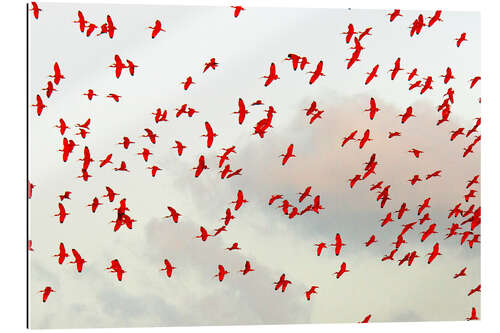 Galleriprint Scarlet ibis (Eudocimus ruber) flock in flight