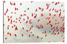 Magnettafel Ein Schwarm Roter Sichler