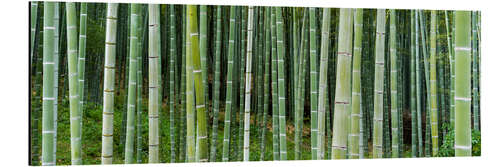 Aluminium print Green bamboo forest in Kyoto, Japan