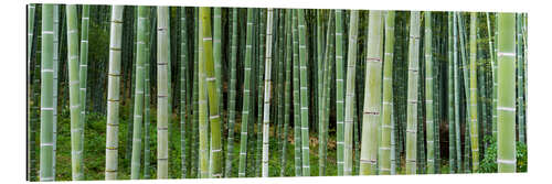 Tableau en plexi-alu Green bamboo forest in Kyoto, Japan