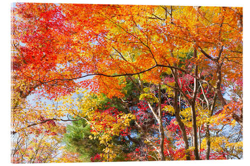 Acrylglasbild Bunte Herbstblätter im Wald