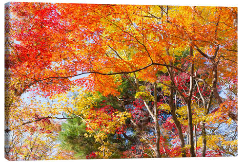 Canvas print Colorful autumn leaves in the forest