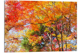 Tableau en plexi-alu Feuilles d&#039;automne colorées dans la forêt