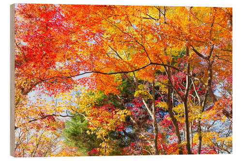 Print på træ Colorful autumn leaves in the forest