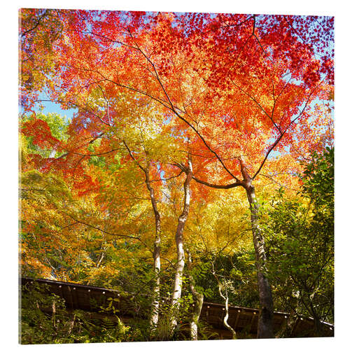 Quadro em acrílico Bright colors in the autumn forest