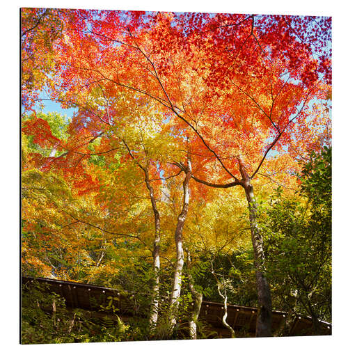 Quadro em alumínio Bright colors in the autumn forest