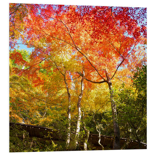 Foam board print Bright colors in the autumn forest