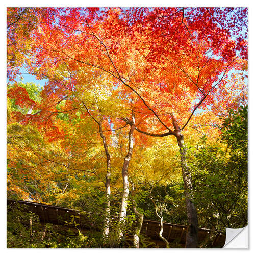 Selvklebende plakat Bright colors in the autumn forest