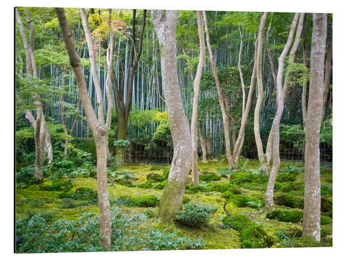 Aluminiumsbilde Gio-ji Temple in Arashiyama, Japan