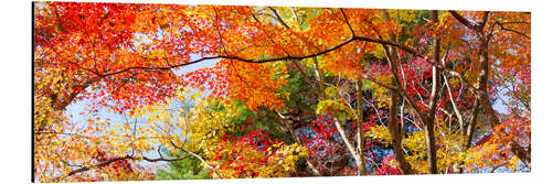 Aluminium print Colorful forest in autumn as Panorama