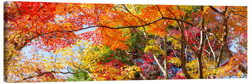 Canvas print Colorful forest in autumn as Panorama