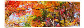 Foam board print Colorful forest in autumn as Panorama