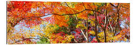 Tableau en plexi-alu Colorful forest in autumn as Panorama