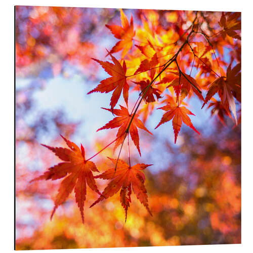 Print på aluminium Japanese ornamental maple in Kyoto, Japan