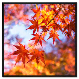 Gerahmter Kunstdruck Japanischer Zierahorn in Kioto, Japan