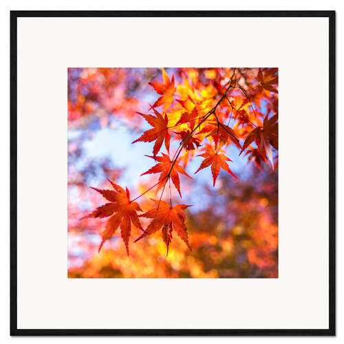 Innrammet kunsttrykk Japanese ornamental maple in Kyoto, Japan