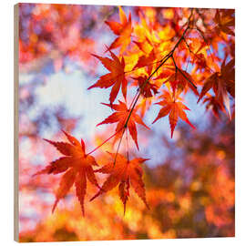 Cuadro de madera Japanese ornamental maple in Kyoto, Japan