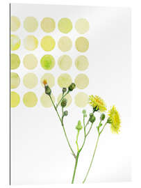 Gallery print Field Sowthistle in dots