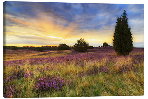 Canvas-taulu Sunrise in the Lüneburg Heath