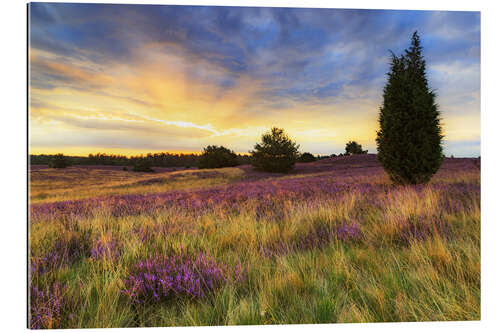 Galleritryk Sunrise in the Lüneburg Heath