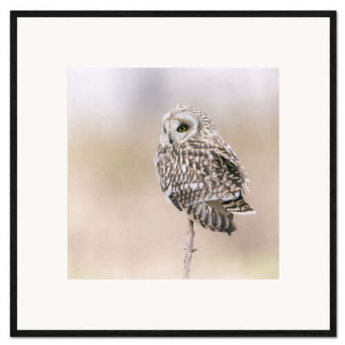 Framed art print Sumpfi