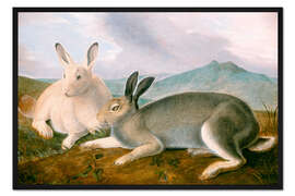 Gerahmter Kunstdruck Polarhasen