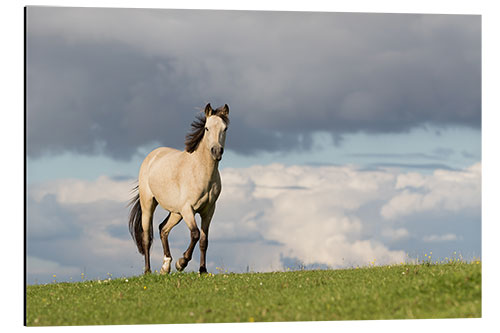 Aluminium print Horse in the summer in the meadow