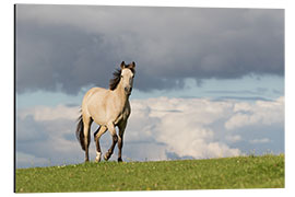 Aluminium print Horse in the summer in the meadow