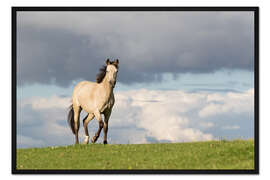 Gerahmter Kunstdruck Pferd im Sommer auf der Wiese