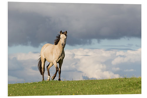 Tableau en PVC Cheval dans un pré en été