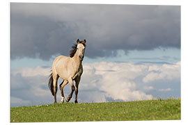 Foam board print Horse in the summer in the meadow