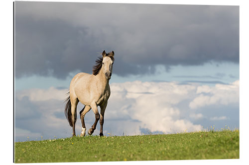 Galleriprint Horse in the summer in the meadow