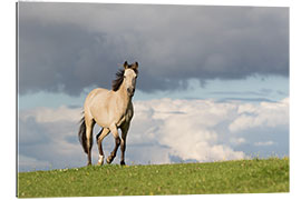 Tableau en plexi-alu Cheval dans un pré en été