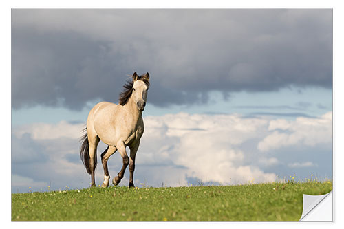 Sticker mural Cheval dans un pré en été