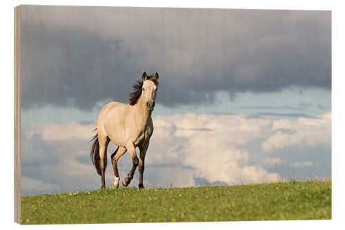 Wood print Horse in the summer in the meadow