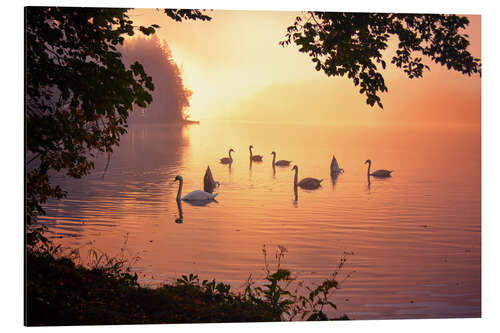 Alubild Schwanensee