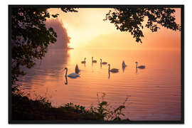 Gerahmter Kunstdruck Schwanensee