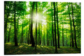 Magnettafel Sonnenlicht im grünen Wald, Frühling