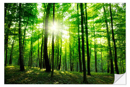 Wandsticker Sonnenlicht im grünen Wald, Frühling