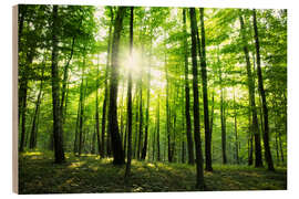 Stampa su legno  Raggi di sole nella foresta verde, primavera