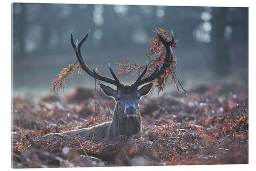 Acrylglasbild Hirsch im Reisig