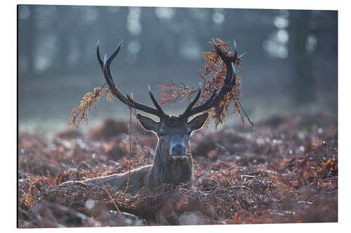 Aluminium print Deer stag in the brushwood