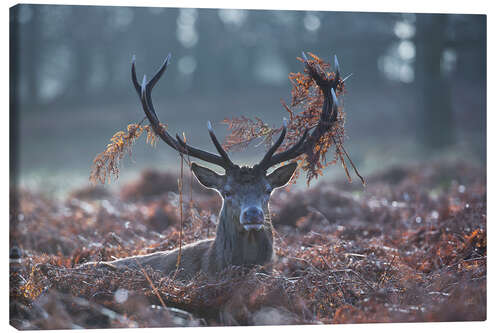 Canvas print Deer stag in the brushwood