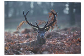 Foam board print Deer stag in the brushwood