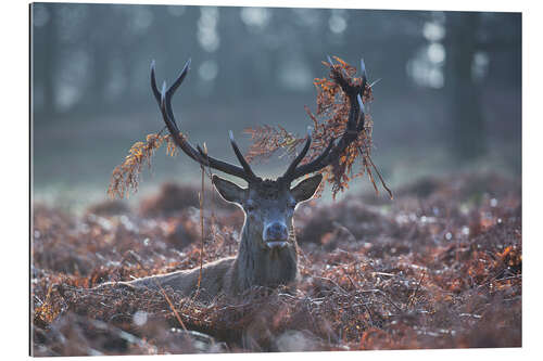 Galleritryk Deer stag in the brushwood