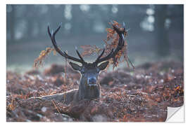 Naklejka na ścianę Deer stag in the brushwood